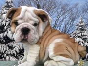 cute and lovely english bulldog puppies for rehoming