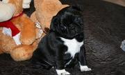 pug puppies home trained