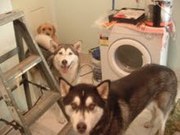 ALASKAN MALAMUTE WITH PAPERS FEMALE 3 YEARS OLD $300ono