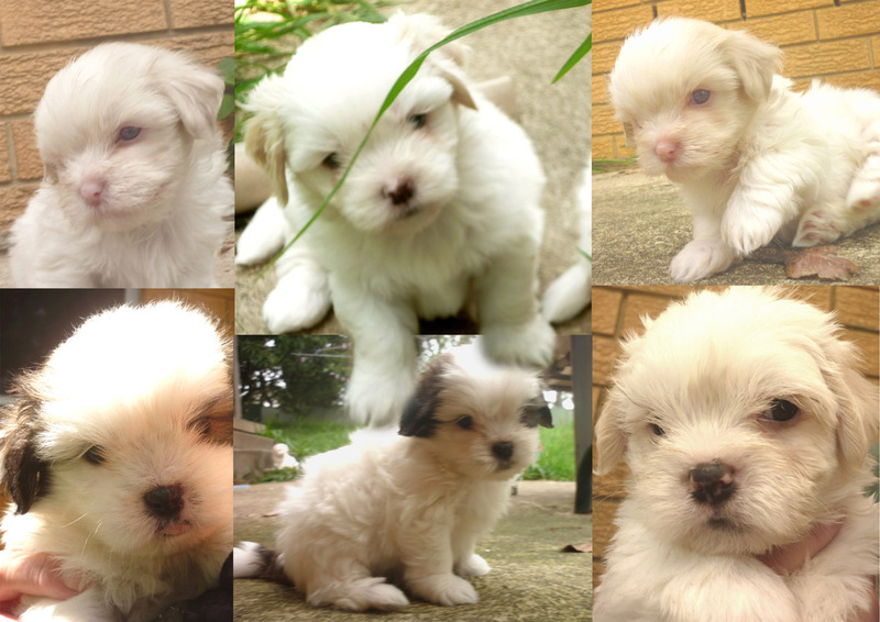 puppies for sale bay area